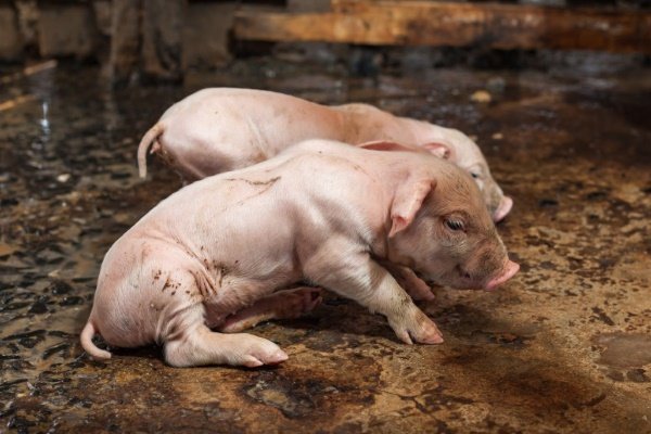 Хвороби свиней: симптоми, лікування, профілактика Хвороби свиней: симптоми, лікування, профілактика