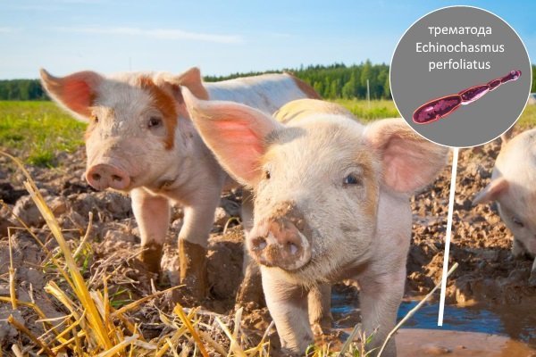 Хвороби свиней: симптоми, лікування, профілактика Хвороби свиней: симптоми, лікування, профілактика