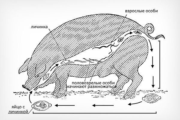 Хвороби свиней: симптоми, лікування, профілактика Хвороби свиней: симптоми, лікування, профілактика