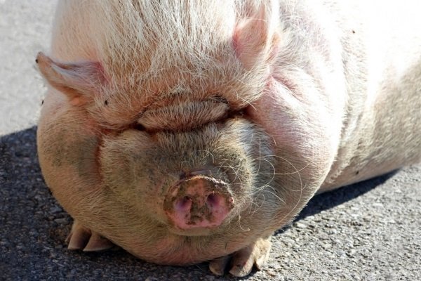 Хвороби свиней: симптоми, лікування, профілактика Хвороби свиней: симптоми, лікування, профілактика