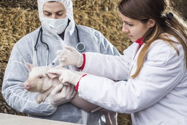 Хвороби свиней: симптоми, лікування, профілактика Хвороби свиней: симптоми, лікування, профілактика