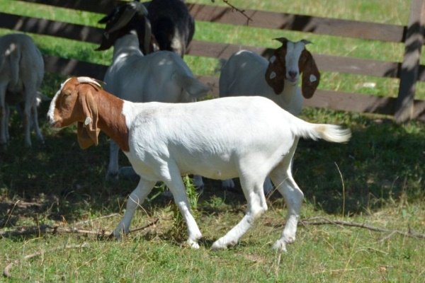 Бурські кози: опис породи з фото, продуктивність, утримання, догляд та розведення