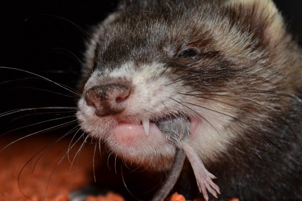 Чим годувати тхора в домашніх умовах: схеми, частота, рецепти та наслідки неправильного харчування