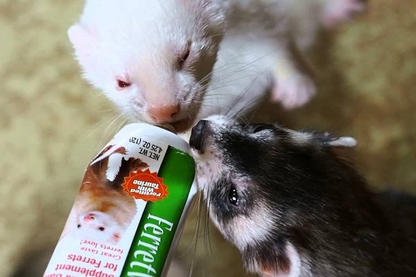 Чим годувати тхора в домашніх умовах: схеми, частота, рецепти та наслідки неправильного харчування