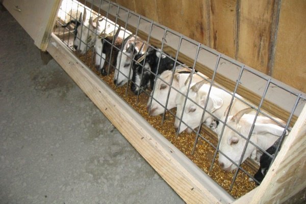 Чим годувати кіз взимку: раціон і правила Чим годувати кіз взимку: раціон і правила