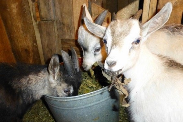 Чим годувати кіз взимку: раціон і правила Чим годувати кіз взимку: раціон і правила