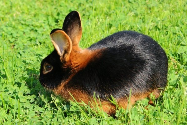 Чорно вогненний кролик: опис породи, фото, утримання та догляд, відгуки, достоїнства і недоліки