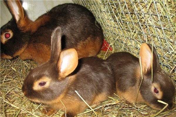 Чорно вогненний кролик: опис породи, фото, утримання та догляд, відгуки, достоїнства і недоліки