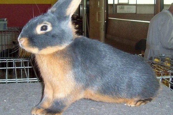 Чорно вогненний кролик: опис породи, фото, утримання та догляд, відгуки, достоїнства і недоліки