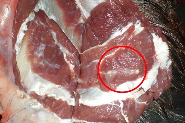 Цистицеркоз (финноз) свиней: збудники, симптоми, діагностика, лікування Цистицеркоз (финноз) свиней: збудники, симптоми, діагностика, лікування