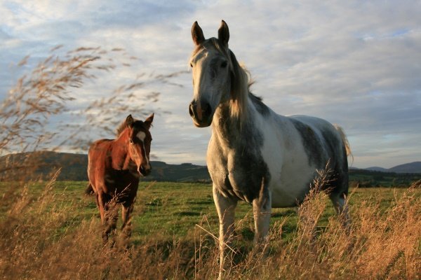 Дикі коні: огляд порід та їх характеристик