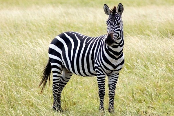 Дикі коні: огляд порід та їх характеристик