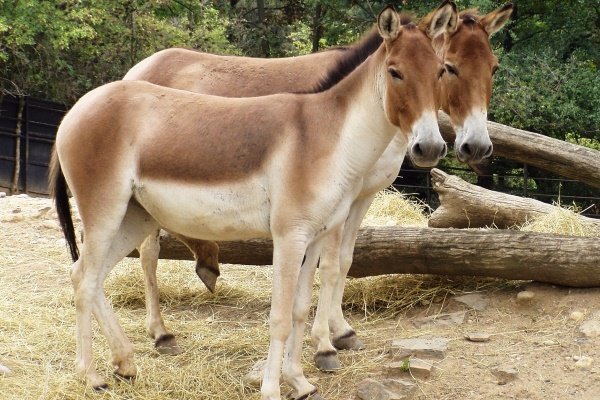 Дикі коні: огляд порід та їх характеристик
