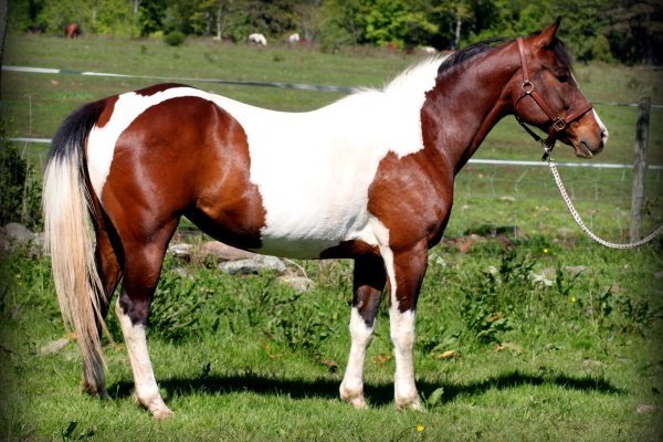 Дикі коні: огляд порід та їх характеристик