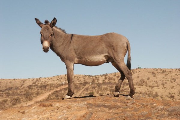 Дикі коні: огляд порід та їх характеристик