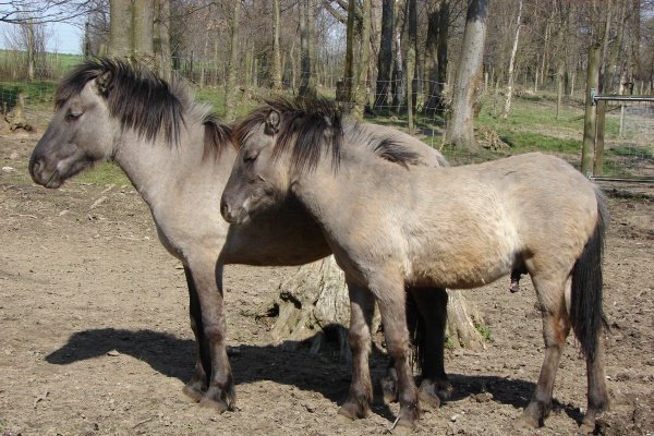 Дикі коні: огляд порід та їх характеристик