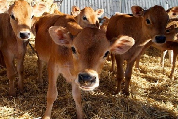 Джерсейская порода корів: характеристика, зовнішній вигляд, зміст, відгуки