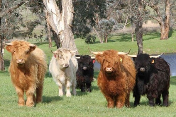 Корови породи хайленд: опис, фото, особливості змісту, достоїнства і недоліки Корови породи хайленд: опис, фото, особливості змісту, достоїнства і недоліки