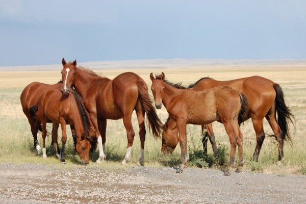 Гнідий кінь: опис породи, характеристики, різновиди отмастки, характер та здоровя