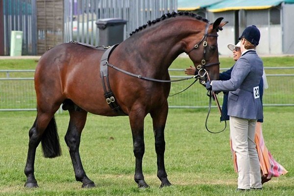 Гнідий кінь: опис породи, характеристики, різновиди отмастки, характер та здоровя