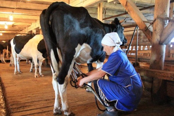 Голландська порода корів: опис, фото, догляд, продуктивність, утримання і годівля