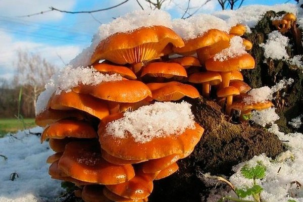 Гриби, що ростуть на деревах і пнях: їстівні та неїстівні