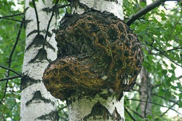 Гриби, що ростуть на деревах і пнях: їстівні та неїстівні