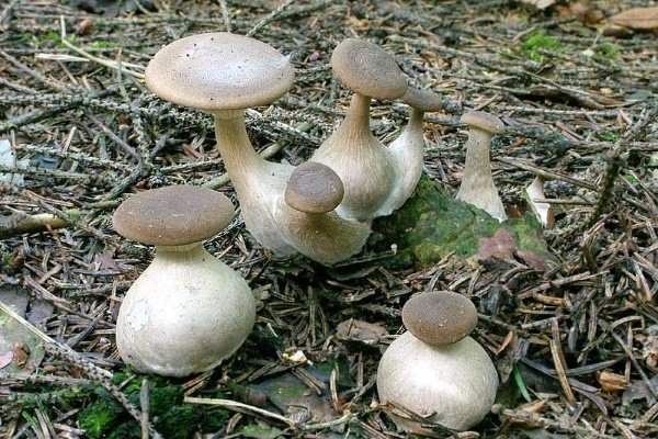 Гриби говорушки: опис, види, де ростуть, схожі гриби, користь і шкода
