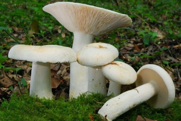 Гриби грузді: опис, види, вирощування, де росте