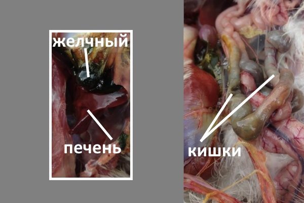 Як обскубти і обробити фазана в домашніх умовах: способи, рекомендації, фото і відео