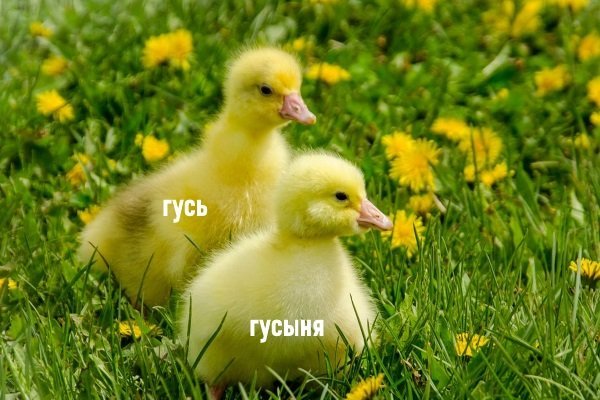 Як відрізнити гусака від гуски за зовнішніми ознаками, голосу і поведінки? Як відрізнити гусака від гуски за зовнішніми ознаками, голосу і поведінки?