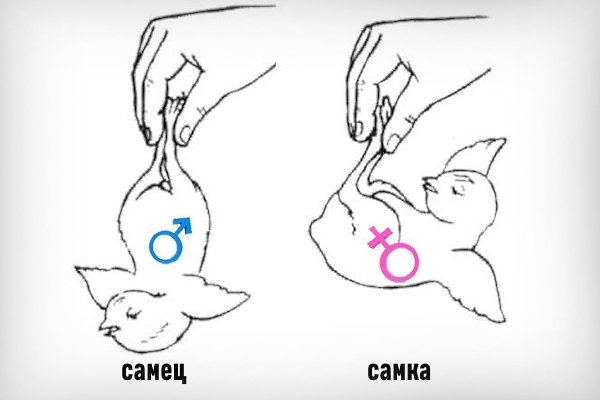 Як відрізнити гусака від гуски за зовнішніми ознаками, голосу і поведінки? Як відрізнити гусака від гуски за зовнішніми ознаками, голосу і поведінки?