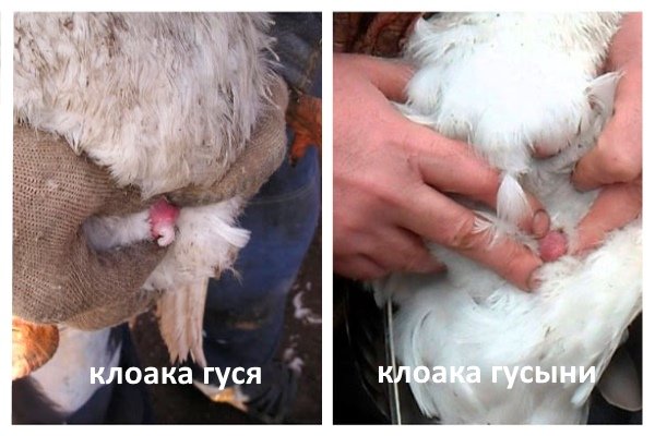 Як відрізнити гусака від гуски за зовнішніми ознаками, голосу і поведінки? Як відрізнити гусака від гуски за зовнішніми ознаками, голосу і поведінки?