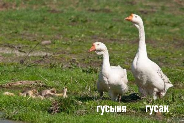 Як відрізнити гусака від гуски за зовнішніми ознаками, голосу і поведінки? Як відрізнити гусака від гуски за зовнішніми ознаками, голосу і поведінки?