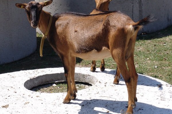 Як вибрати козу: правила вибору і популярні породи