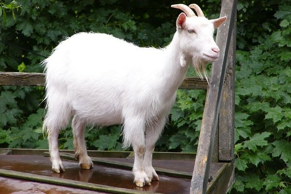 Як вибрати козу: правила вибору і популярні породи