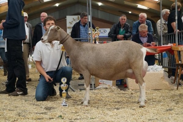 Як вибрати козу: правила вибору і популярні породи