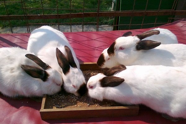 Каліфорнійський кролик: опис породи, фото, утримання, догляд та відгуки Каліфорнійський кролик: опис породи, фото, утримання, догляд та відгуки