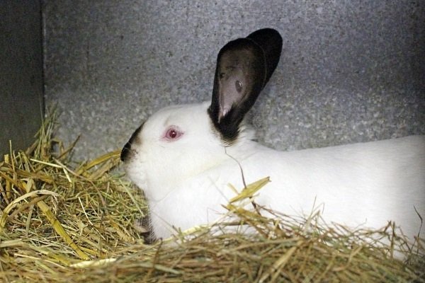Каліфорнійський кролик: опис породи, фото, утримання, догляд та відгуки Каліфорнійський кролик: опис породи, фото, утримання, догляд та відгуки