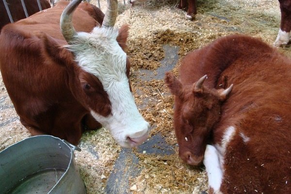 Калмицька порода корів: характеристика тваринного, продуктивність, догляд та утримання Калмицька порода корів: характеристика тваринного, продуктивність, догляд та утримання