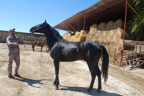 Карачаевская порода коней: фото, опис характеристик, правил догляду, утримання та розведення