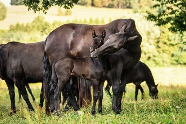 Карачаевская порода коней: фото, опис характеристик, правил догляду, утримання та розведення