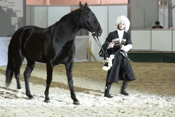 Карачаевская порода коней: фото, опис характеристик, правил догляду, утримання та розведення