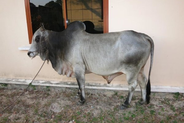 Карликові корови: опис порід міні корів, зовнішній вигляд, тонкощі вирощування