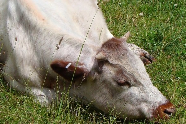 Кетоз у корів: причини, симптоми, діагностика, лікування, профілактика