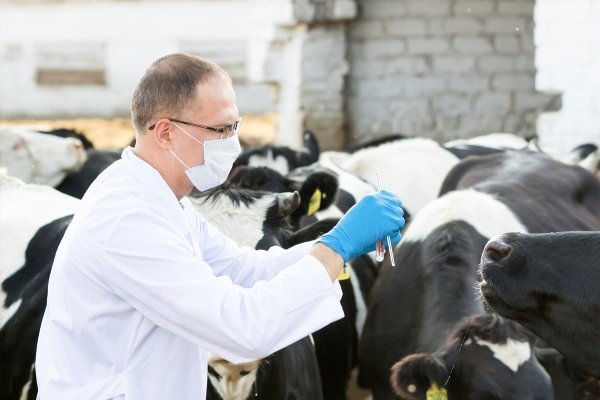 Кетоз у корів: причини, симптоми, діагностика, лікування, профілактика