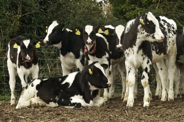 Холмогорская порода корів: характеристика, фото, продуктивність, догляд, утримання та розведення