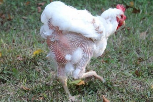 Коли починають нестися кури молодки?