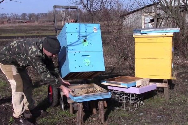 Коли виставляти бджіл із зимівника: терміни і правила виставки