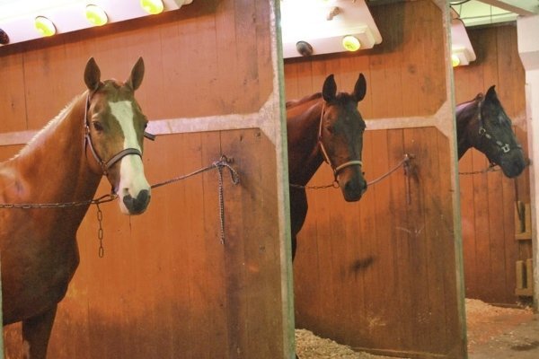 Стайня для коней: проектування і будівництво своїми руками